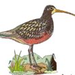 Coloring Concepts Aquatic Birds Coloring Book coloring example: Sandpiper