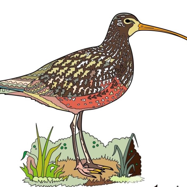 Coloring Concepts Aquatic Birds Coloring Book coloring example: Sandpiper