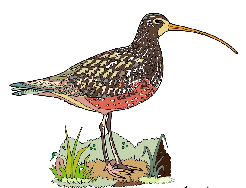 Coloring Concepts Aquatic Birds Coloring Book coloring example: Sandpiper