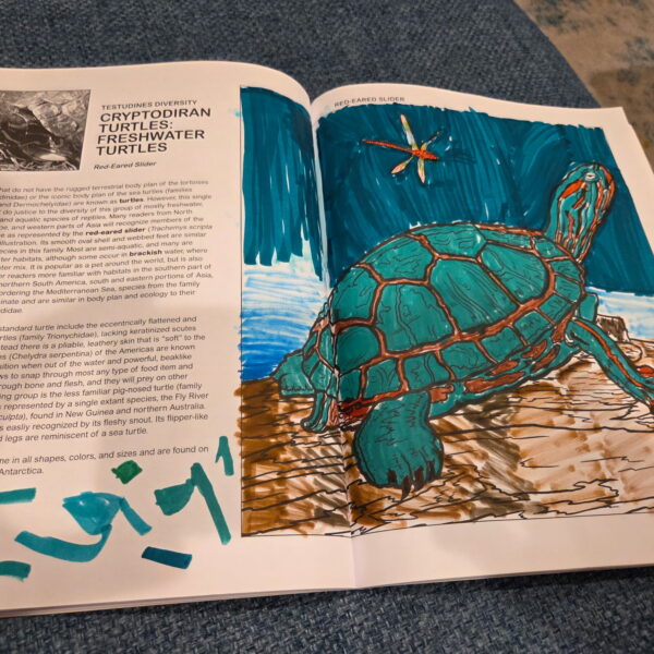Coloring Concepts Reptiles Coloring Book coloring example: Red-eared slider