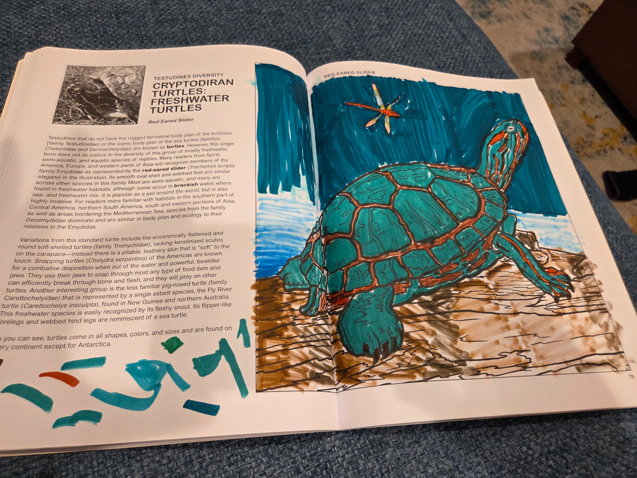 1095253193418150345 Coloring Concepts Reptiles Coloring Book coloring example: Red-eared slider