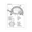 Coloring Concepts Reptiles Coloring Book Sample