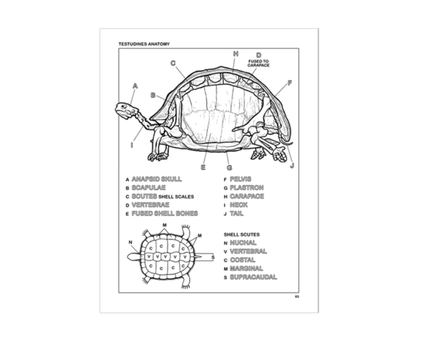 Coloring Concepts Reptiles Coloring Book Sample