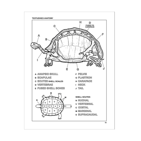 Coloring Concepts Reptiles Coloring Book Sample