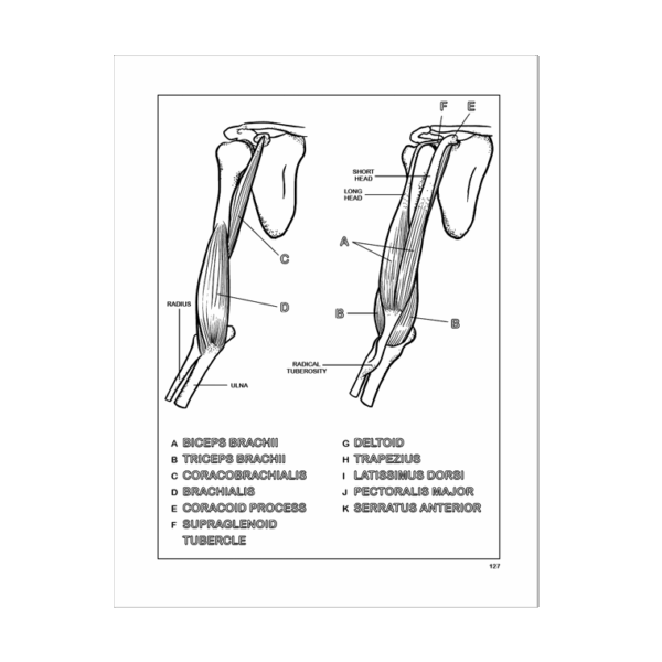 Human Body Coloring Book Coloring Concepts Inc
