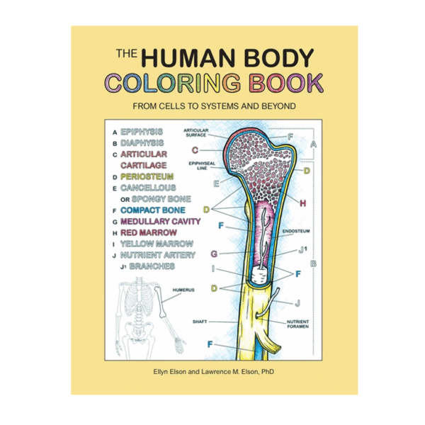 Human Body Coloring Book by Coloring Concepts