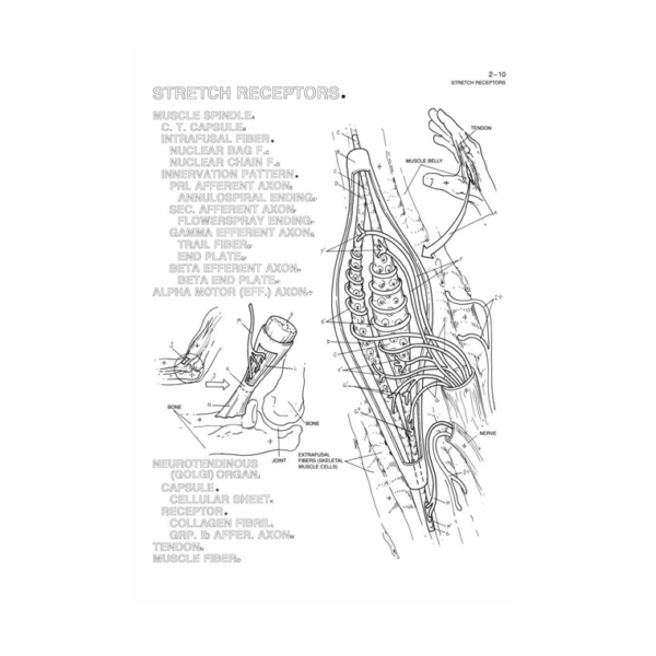 Coloring Concepts Human Brain Coloring Book